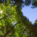 sustainability strategy