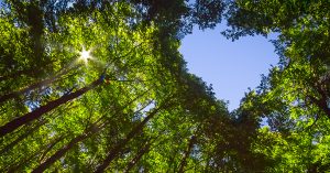 sustainability strategy